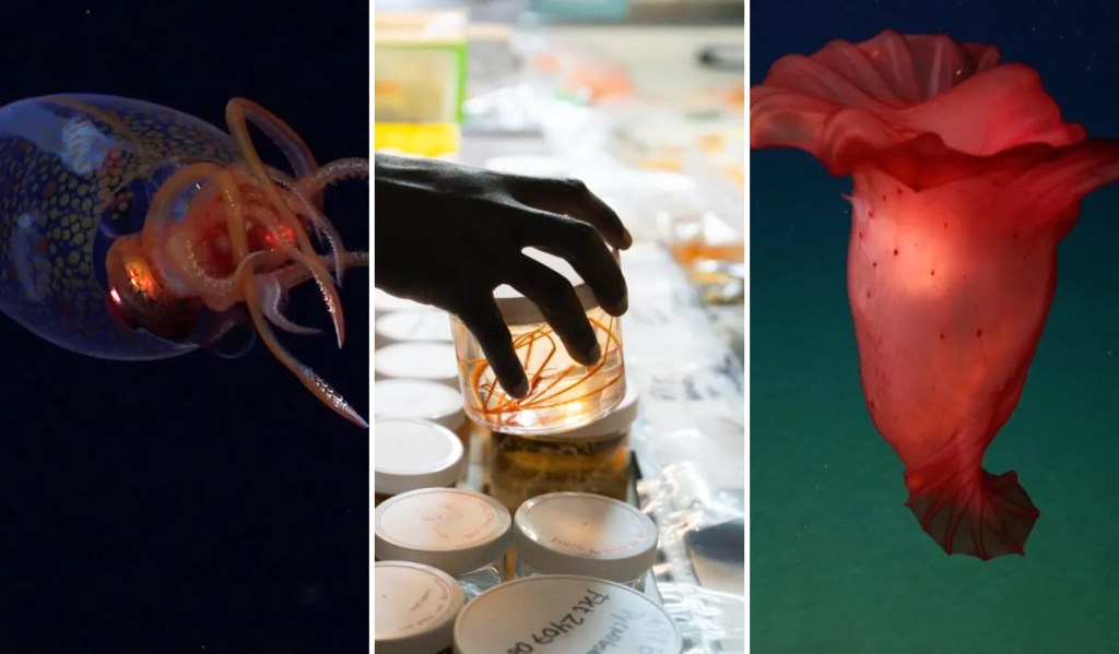 Descubrimientos insólitos en las profundidades del Mar&nbsp;Argentino