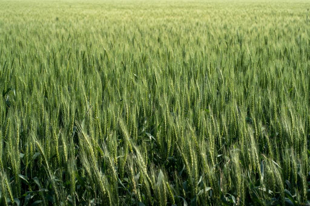 Bajará en 7% la siembra triguera en la región de Bahía&nbsp;Blanca