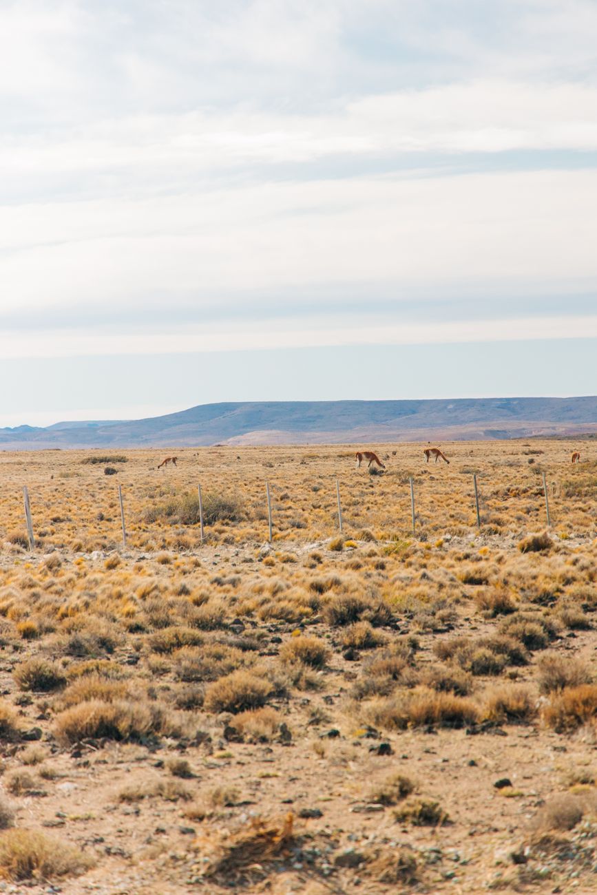 Gobierno declara estado de emergencia agropecuaria en Chubut, Santa Cruz y&nbsp;Mendoza