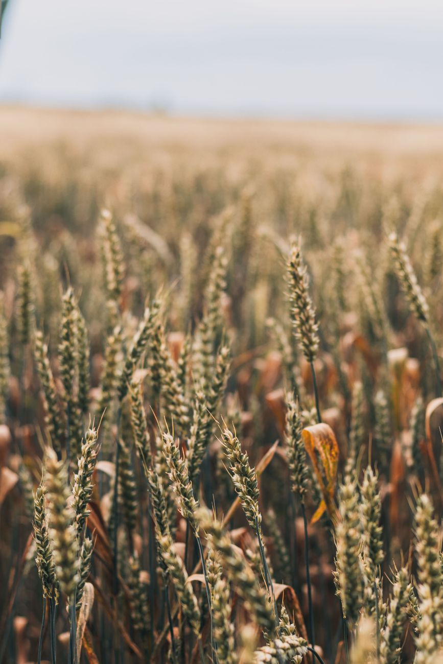 Urea mas barata: ¿Impulsara un record en la produccion de maiz?