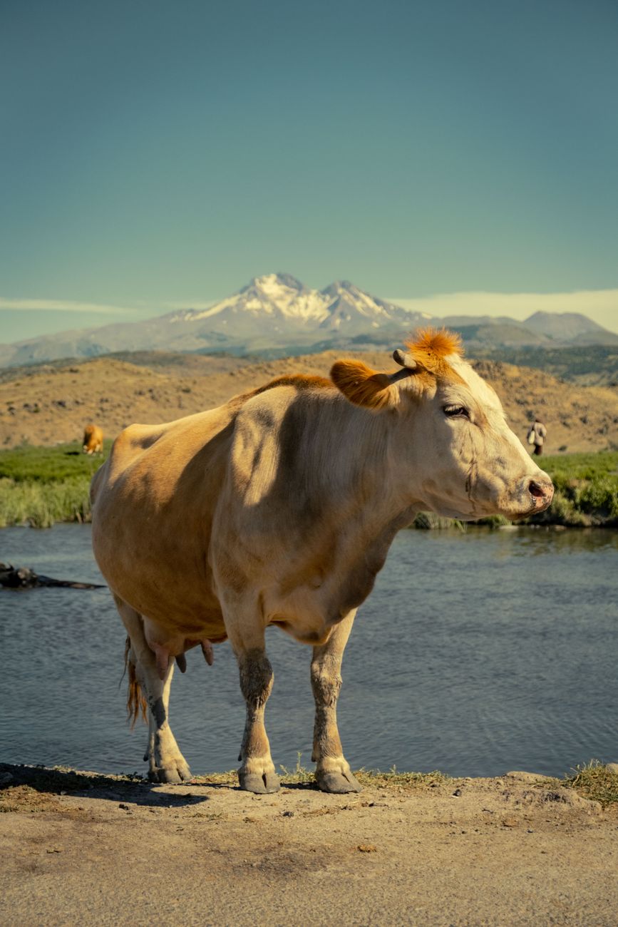 Zootecnistas rescatan al bovino criollo tras cinco siglos en la&nbsp;Patagonia