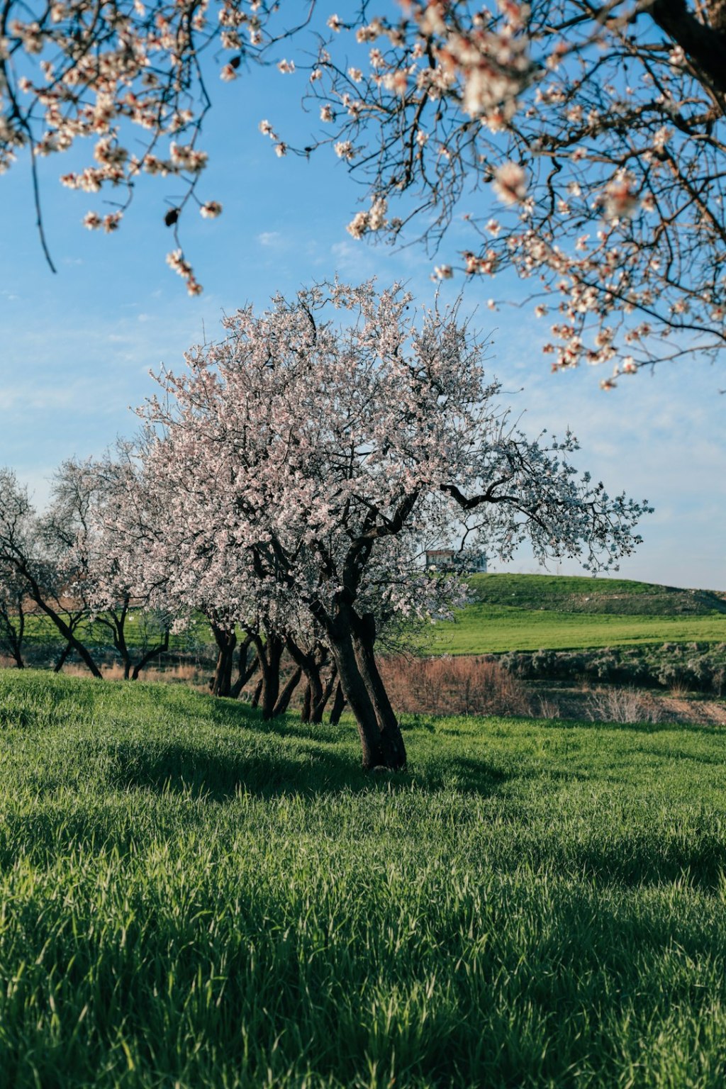 Almendras en crisis: productor anuncia cambio ante competencia y&nbsp;aranceles
