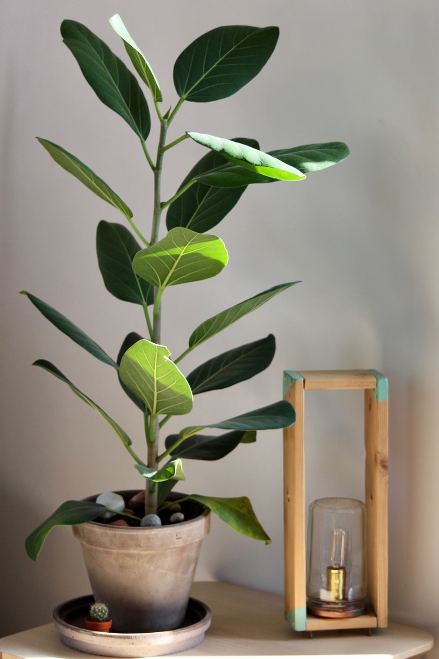 Cambio de maceta: por qué los expertos leen el amarillamiento del&nbsp;ficus