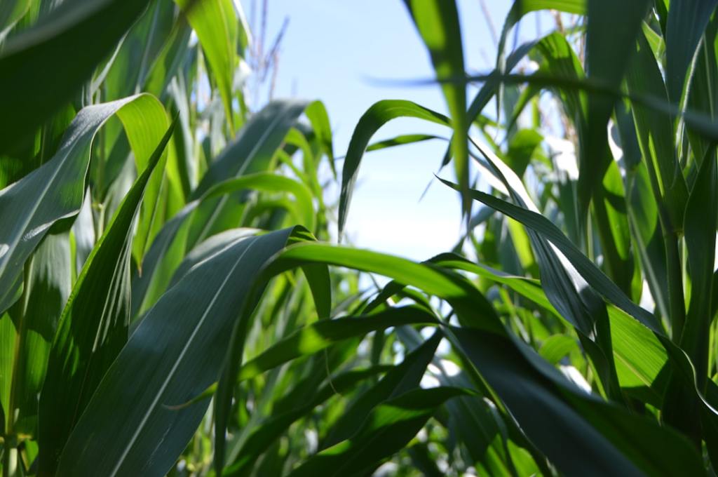 Realizan ganancias en cereales mientras persiste el cierre logístico del Mar Negro
