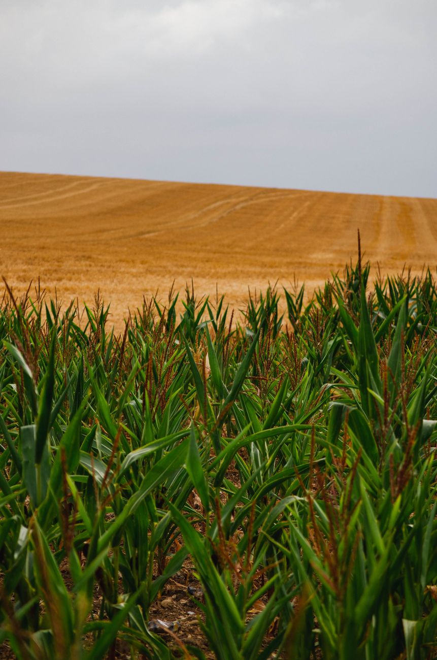Caída del maíz en mercados globales tras dato inesperado del&nbsp;USDA